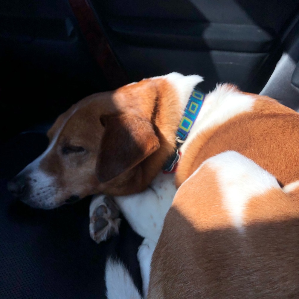 Meet your Posher, Molly